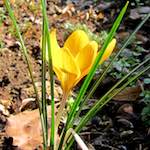 image: Image du photoset &lsquo;fleurs d&rsquo;esch (cxx)&rsquo;.