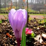 image: Image du photoset &lsquo;fleurs d&rsquo;esch (cxx)&rsquo;.