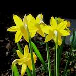 image: Image du photoset &lsquo;fleurs d&rsquo;esch (cxx)&rsquo;.