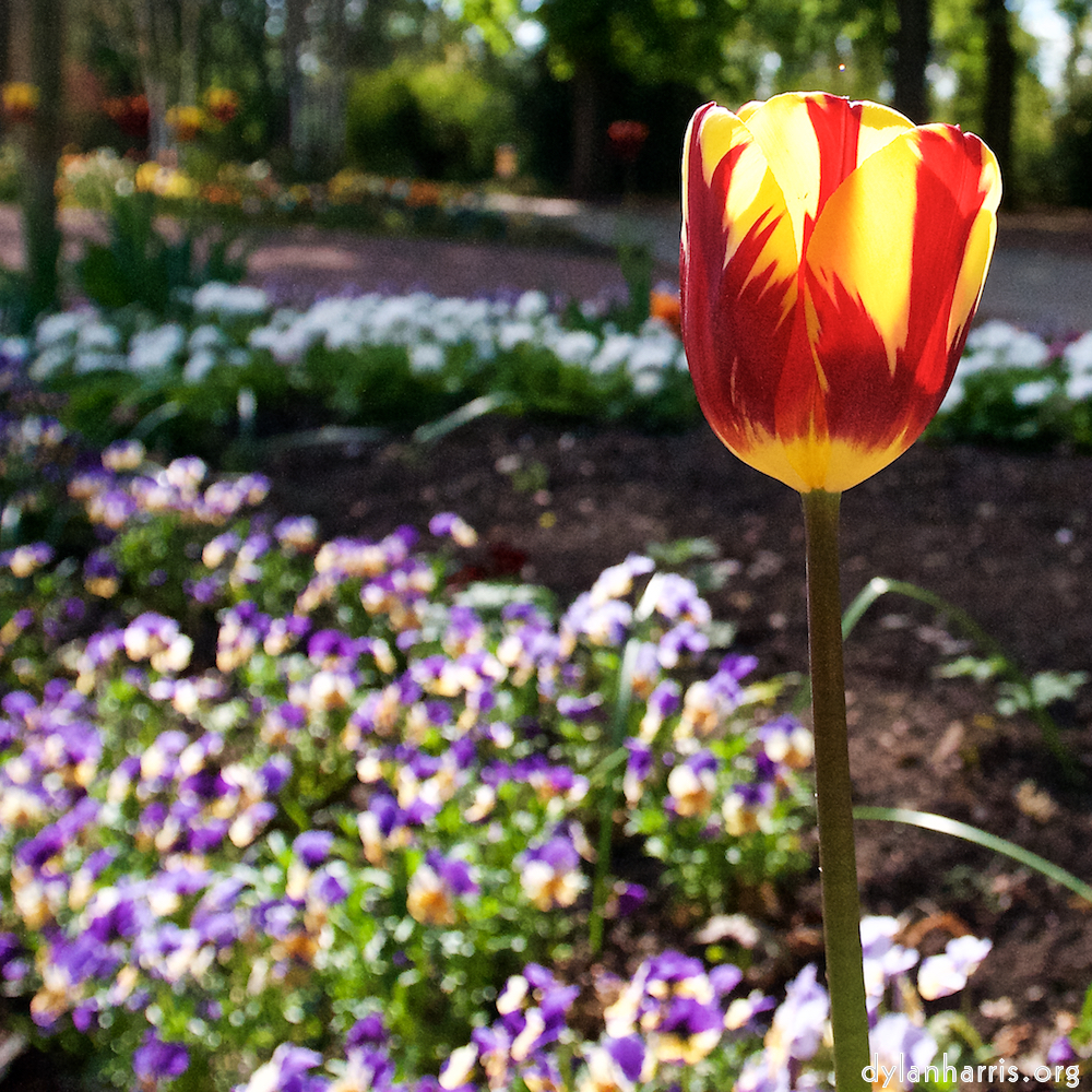 Image: Image 'escher blummen (xlvi) 2'.