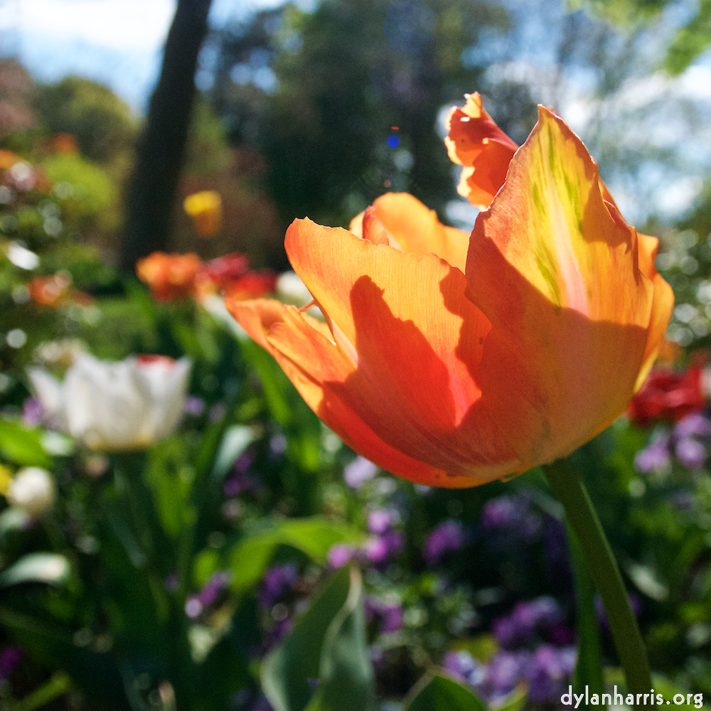 Image: Image 'escher blummen (xlvi) 3'.