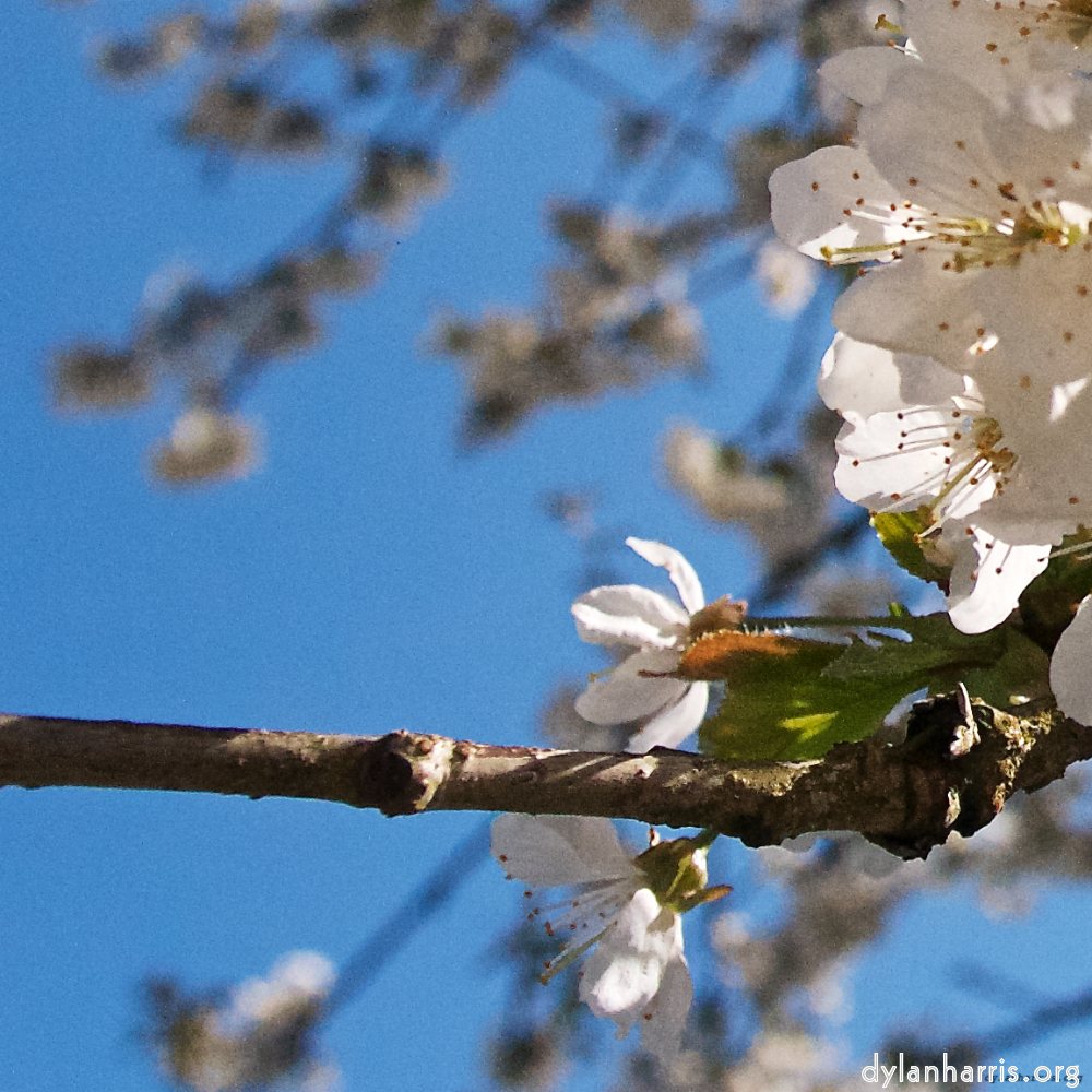 Image: Image 'escher blummen (xlvi) 5'.