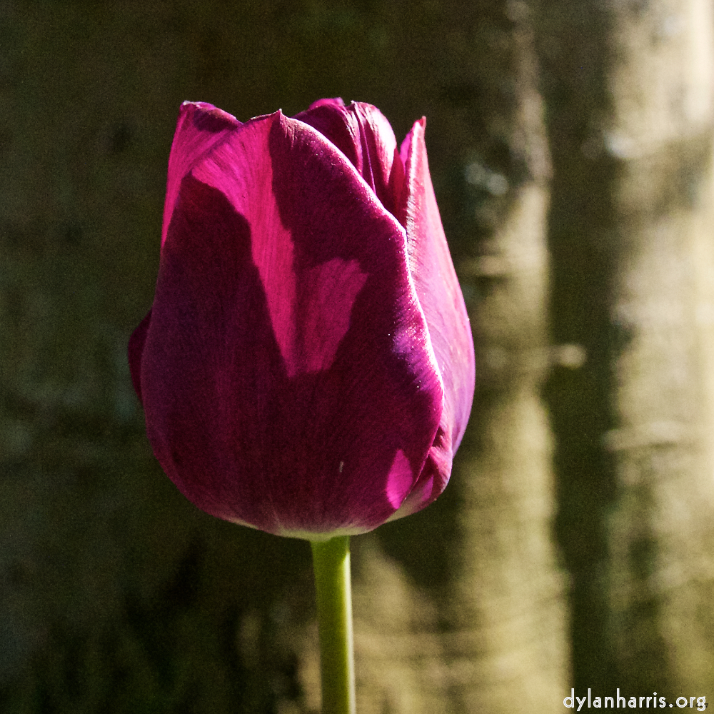 Image: Image 'escher blummen (xlvi) 6'.