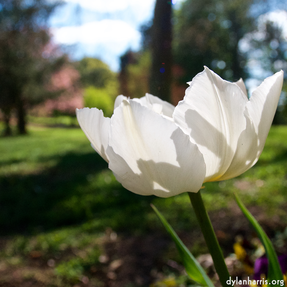 Image: Image 'escher blummen (xlvi) 7'.