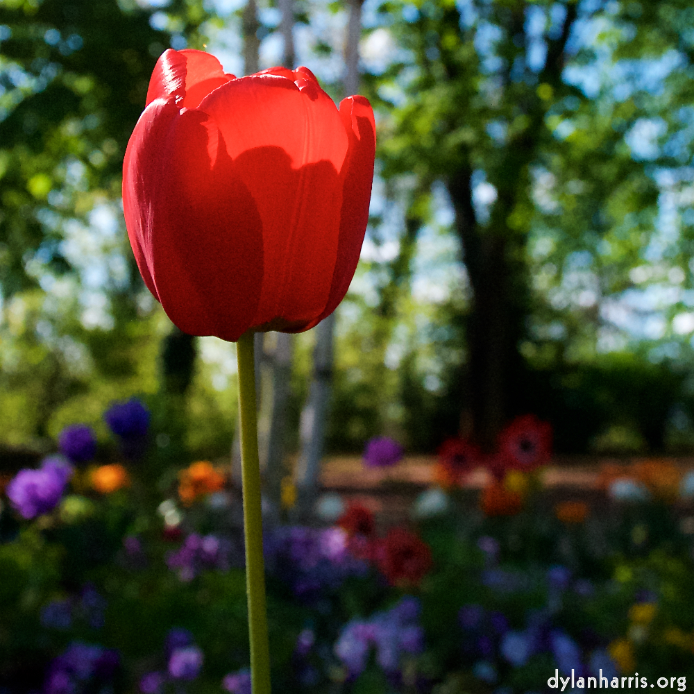 Image: Image 'escher blummen (xlvi) 8'.