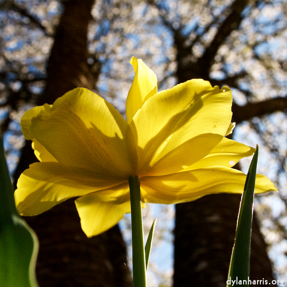 Image: Image 'escher blummen (xlvi) 9'.