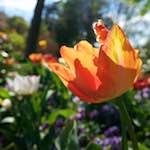 Image: Third image from the photoset 'escher blummen (xlvi)'.