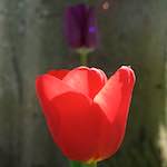 Image: Fourth image from the photoset 'escher blummen (xlvi)'.