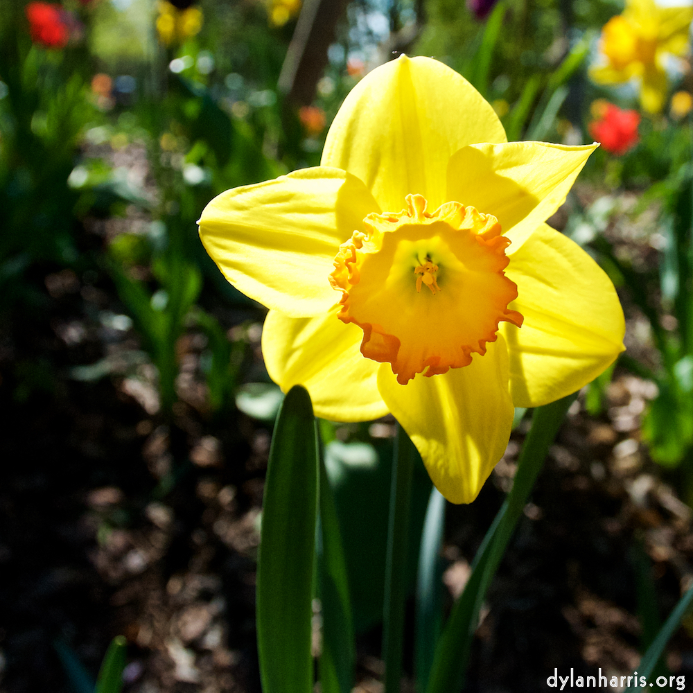 Image: Image 'escher blummen (xlvii) 2'.