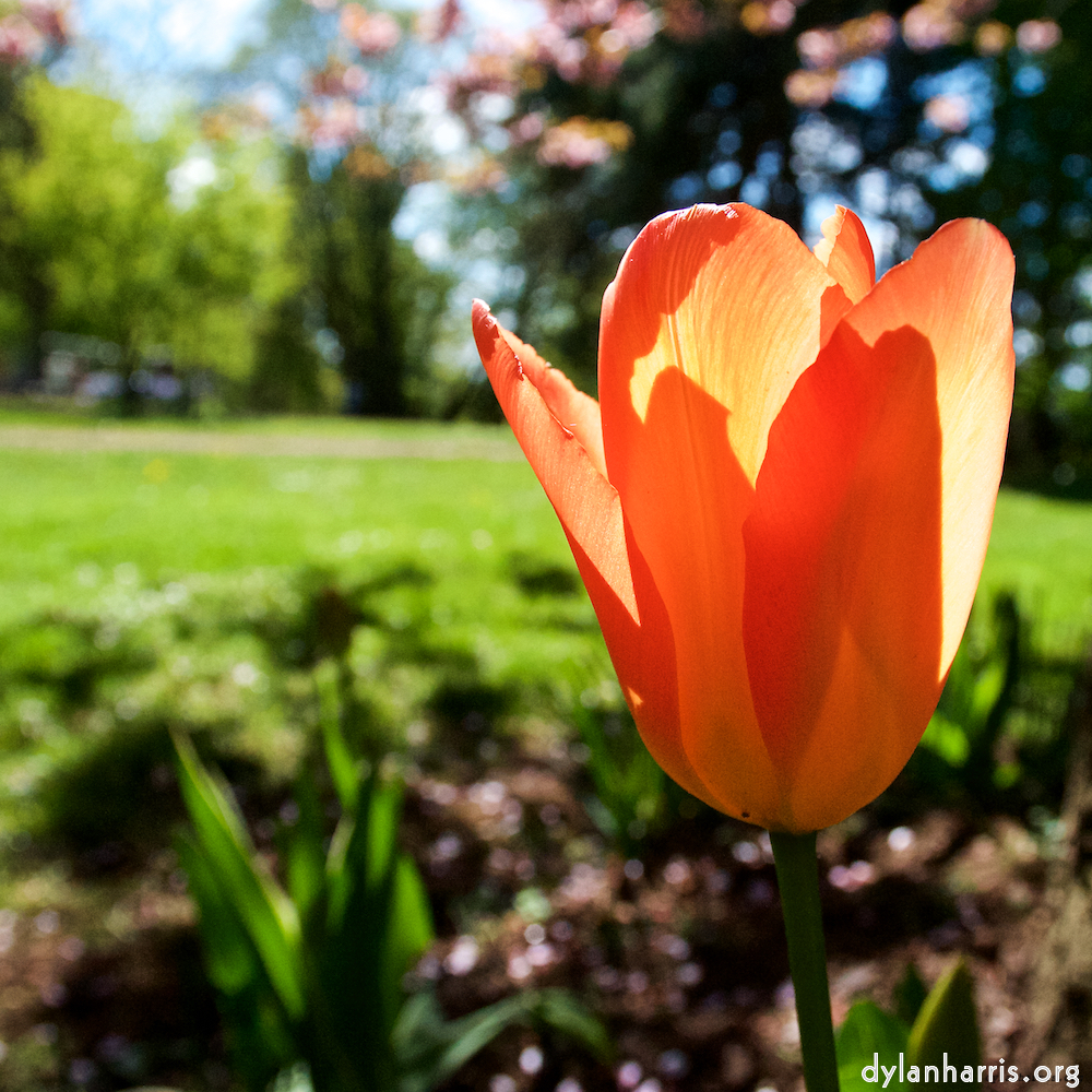 Image: Image 'escher blummen (xlvii) 3'.