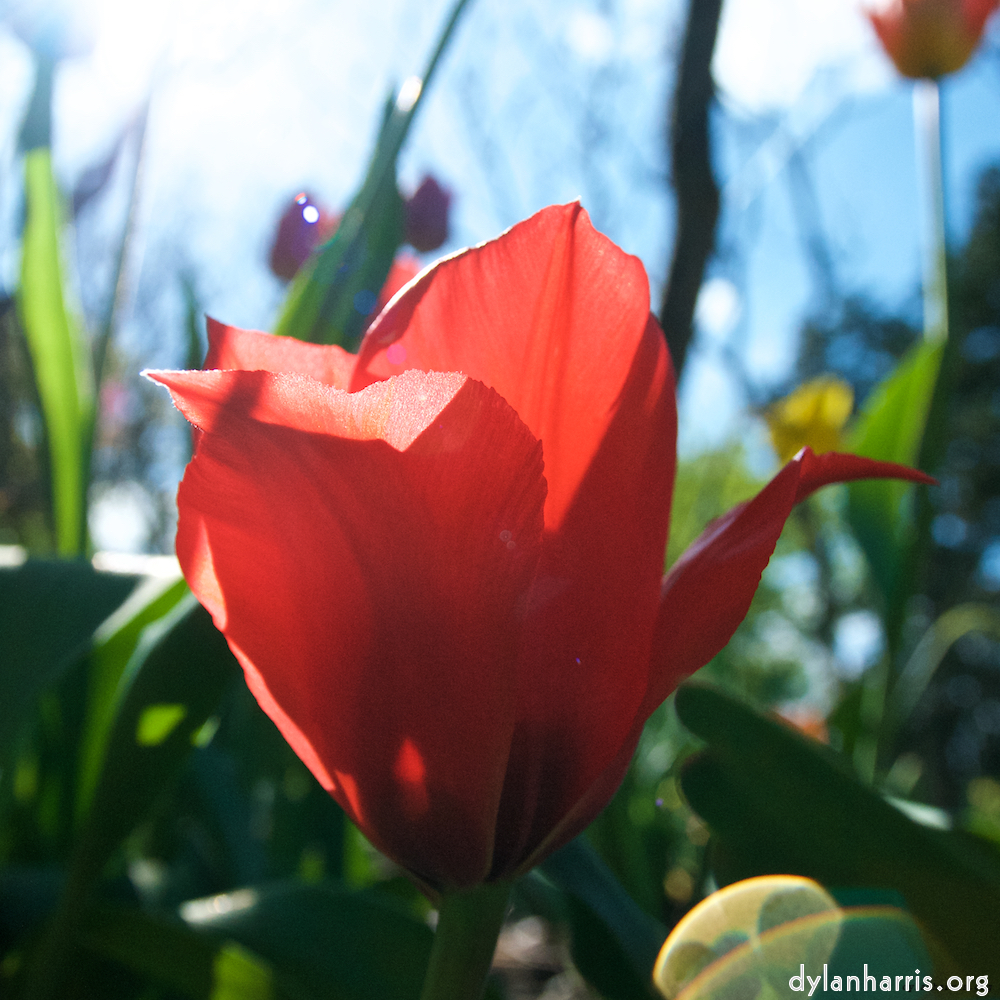 Image: Image 'escher blummen (xlvii) 4'.
