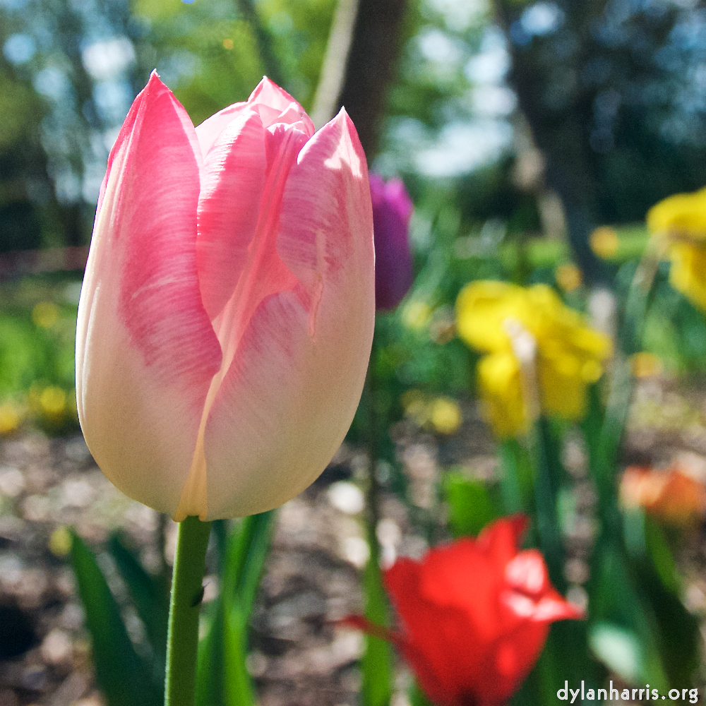 image: This is &lsquo;escher blummen (xlvii) 6&rsquo;.