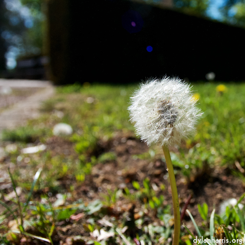 Image: Image 'escher blummen (xlvii) 8'.