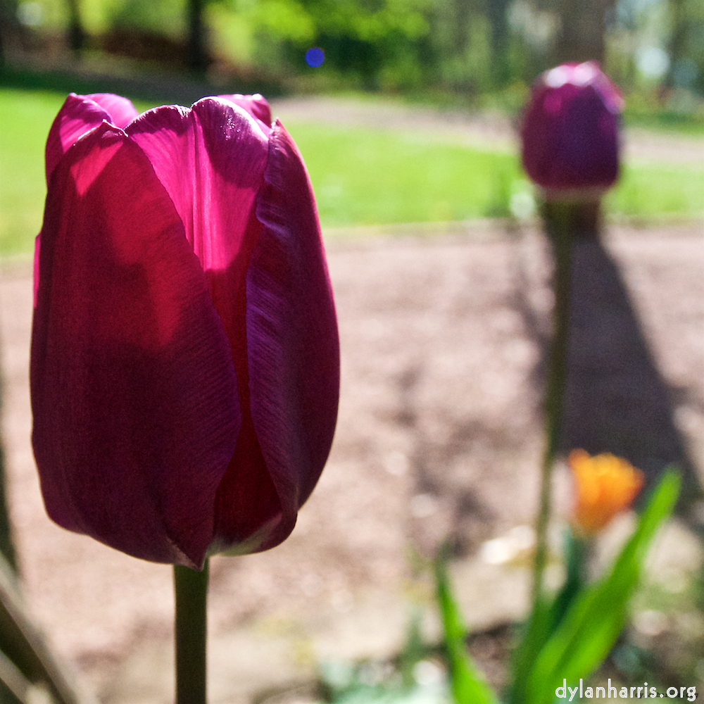 Image: Image 'escher blummen (xlvii) 9'.