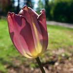 Image: First image from the photoset 'escher blummen (xlvii)'.