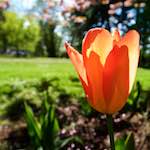 Image: Third image from the photoset 'escher blummen (xlvii)'.