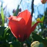 Image: Fourth image from the photoset 'escher blummen (xlvii)'.