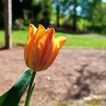 Image: Fifth image from the photoset 'escher blummen (xlvii)'.