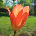 Image: Seventh image from the photoset 'escher blummen (xlvii)'.