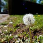 Image: Eighth image from the photoset 'escher blummen (xlvii)'.