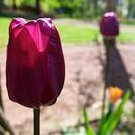 Image: Ninth image from the photoset 'escher blummen (xlvii)'.