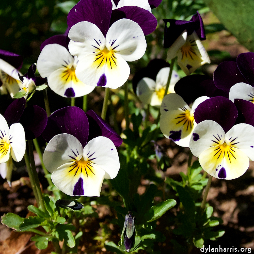 Image: Image 'escher blummen (xlviii) 1'.