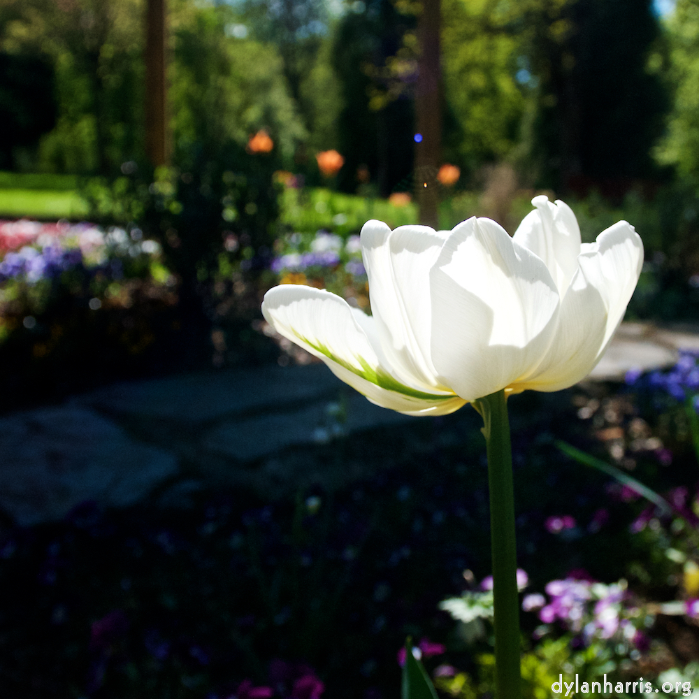 Image: Image 'escher blummen (xlviii) 2'.