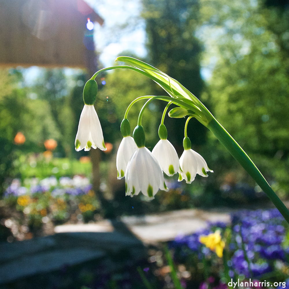 Image: Image 'escher blummen (xlviii) 3'.