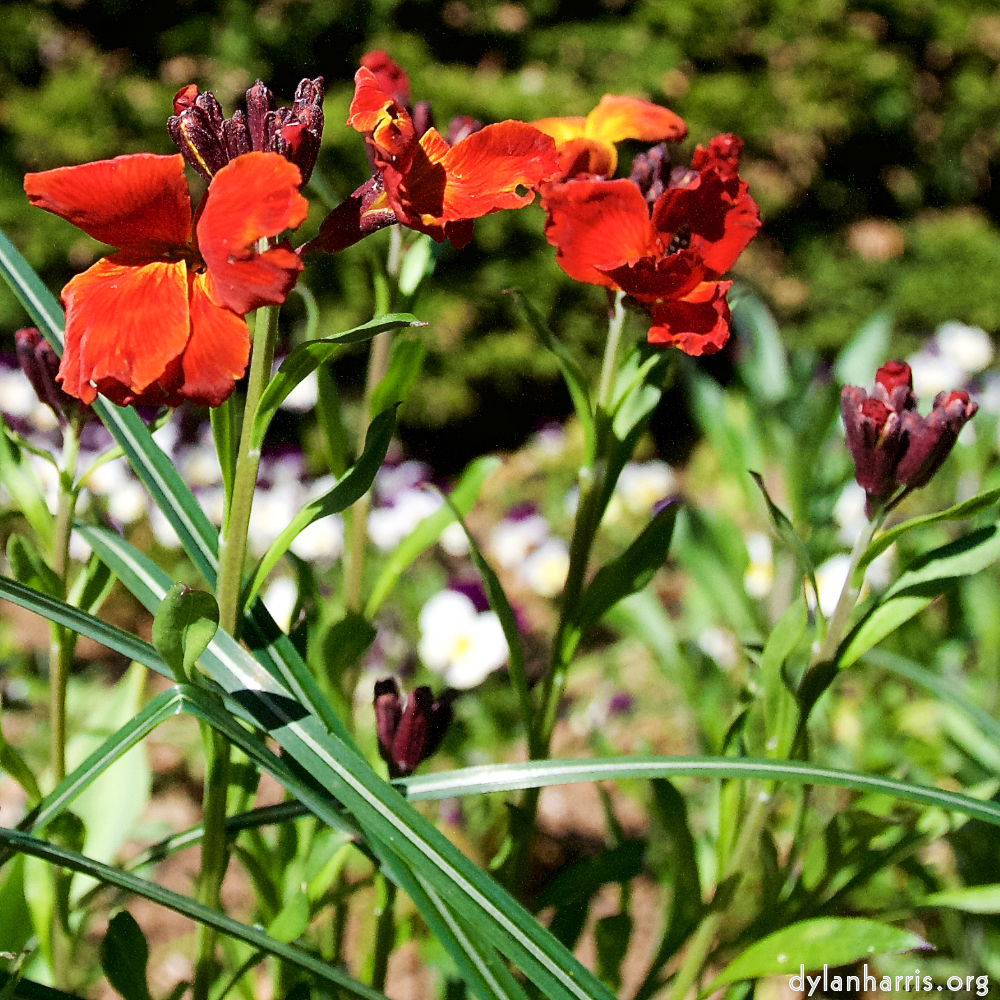 Image: Image 'escher blummen (xlviii) 4'.