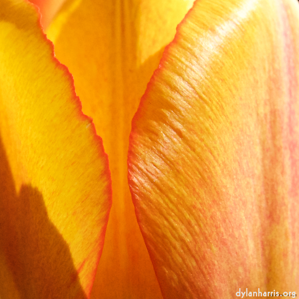 Image: Image 'escher blummen (xlviii) 5'.