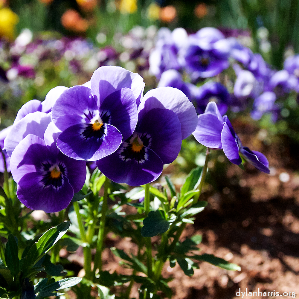 Image: Image 'escher blummen (xlviii) 6'.