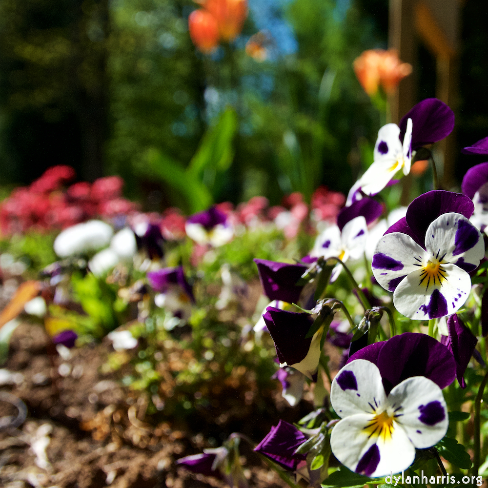 image: This is &lsquo;escher blummen (xlviii) 7&rsquo;.