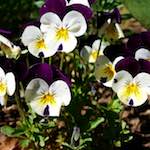 Image: First image from the photoset 'escher blummen (xlviii)'.