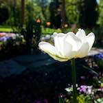 Image: Second image from the photoset 'escher blummen (xlviii)'.