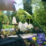 Image: Third image from the photoset 'escher blummen (xlviii)'.