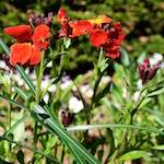 Image: Fourth image from the photoset 'escher blummen (xlviii)'.