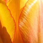 Image: Fifth image from the photoset 'escher blummen (xlviii)'.