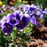 Image: Sixth image from the photoset 'escher blummen (xlviii)'.