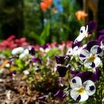 Image: Seventh image from the photoset 'escher blummen (xlviii)'.