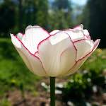 Image: Eighth image from the photoset 'escher blummen (xlviii)'.