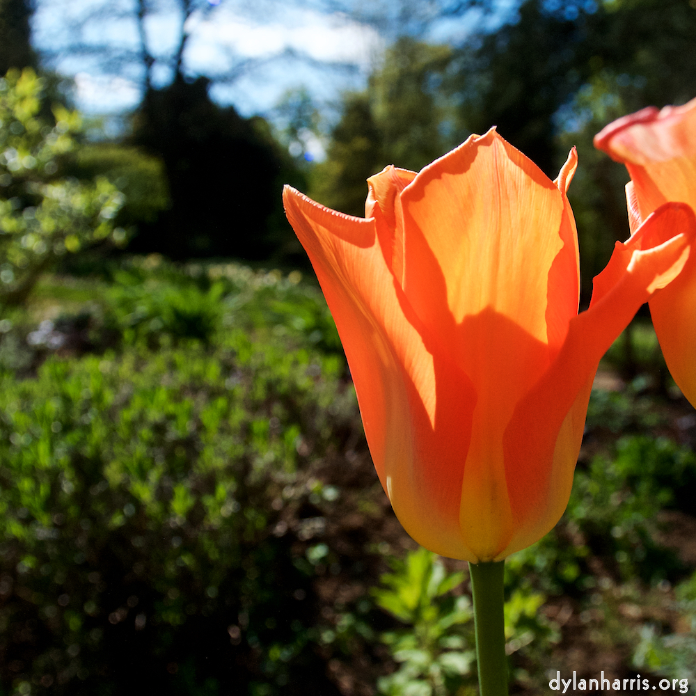 image: This is &lsquo;escher blummen (il) 3&rsquo;.