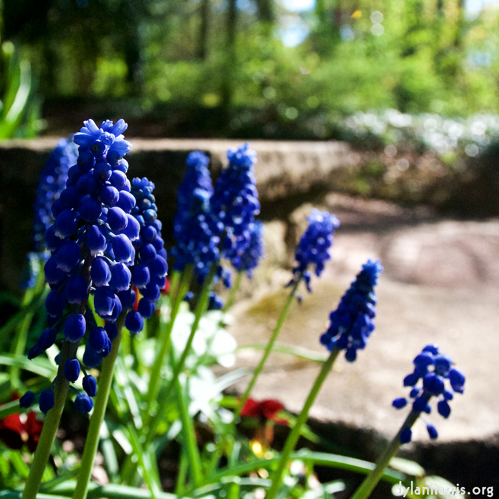 Image: Image 'escher blummen (il) 4'.