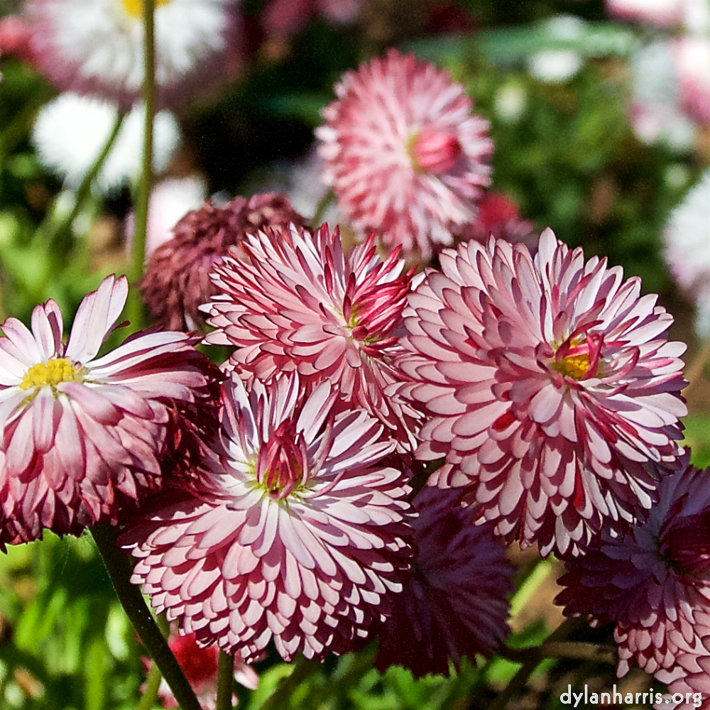 Image: Image 'escher blummen (il) 6'.