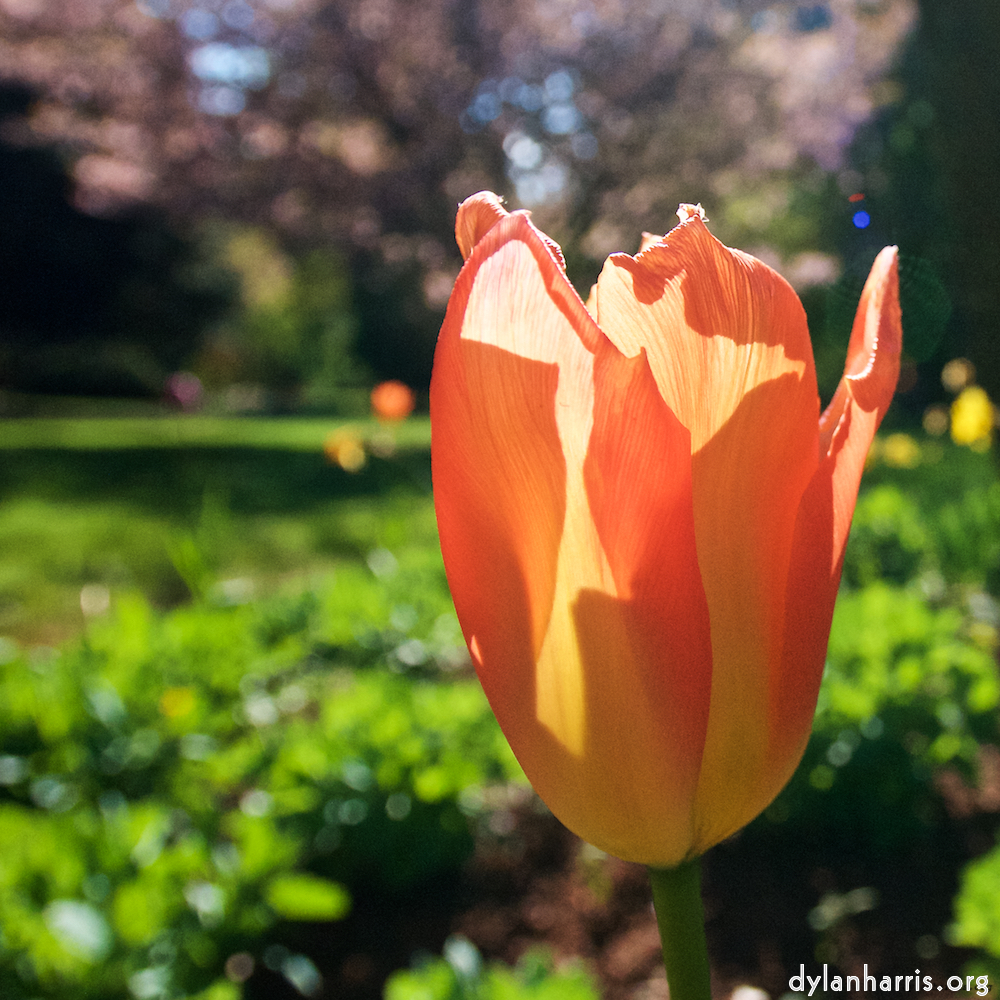 Image: Image 'escher blummen (il) 7'.