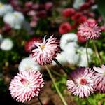 Image: Second image from the photoset 'escher blummen (il)'.