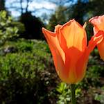 Image: Third image from the photoset 'escher blummen (il)'.