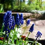 Image: Fourth image from the photoset 'escher blummen (il)'.