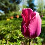 Image: Fifth image from the photoset 'escher blummen (il)'.