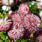 Image: Sixth image from the photoset 'escher blummen (il)'.