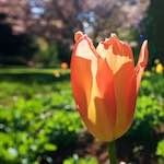 Image: Seventh image from the photoset 'escher blummen (il)'.